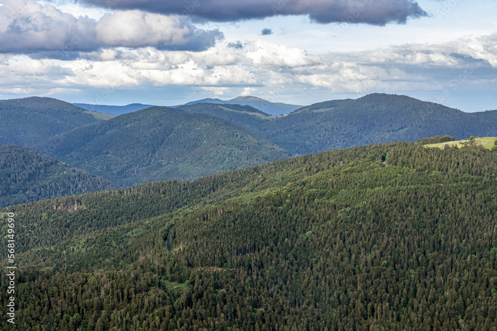 Fototapeta premium Les forêts dans les montagnes d'Alsace