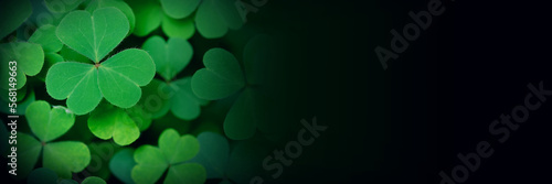 Green background with three-leaved shamrocks, Lucky Irish Four Leaf Clover in the Field for St. Patricks Day holiday symbol. with three-leaved shamrocks, St. Patrick's day holiday symbol.	