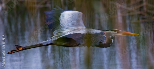 great blue heron in flight over water
