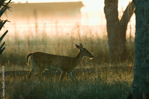 Whitetail Deer walking behind fence on farm during sunrise