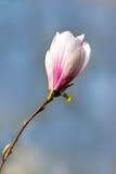 Spring background. Magnolia flower on a blue background.
