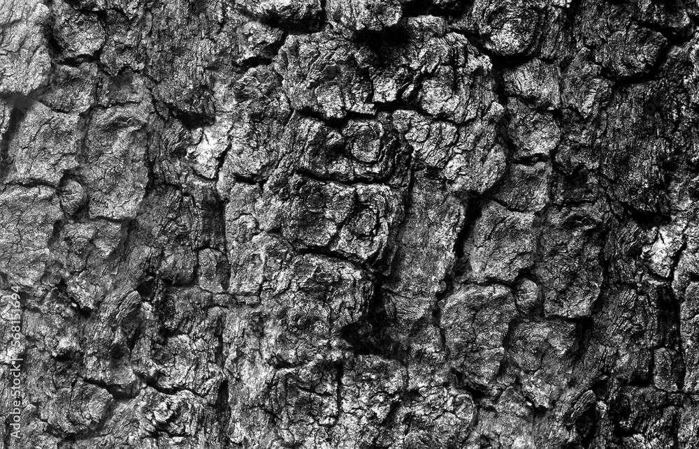 Tree bark wood pattern texture background Tree bark wood pattern texture background