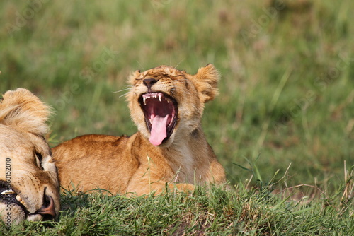 Cute lion cub rests on green grass beside his mother lioness and starts to yawn