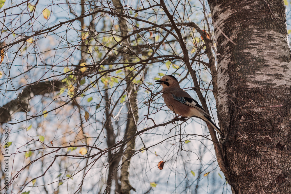 bird jay sits on a birch branch in autumn close-up. High quality photo bird jay sits on a birch branch in autumn close-up. High quality photo