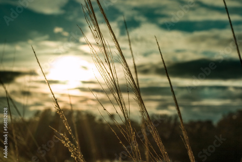 Wind blown grassy reeds in sunset blue sky