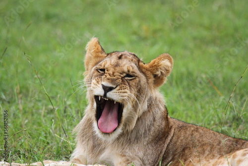 Fototapeta Naklejka Na Ścianę i Meble -  Cute lion cub rests on green grass looking into camera and preparing to yawn