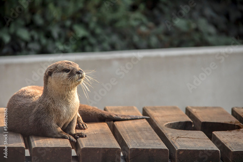 Une loutre pose pour la photo comme une star 