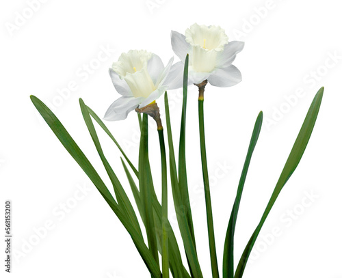 Fototapeta Naklejka Na Ścianę i Meble -  The spring cute white daffodils