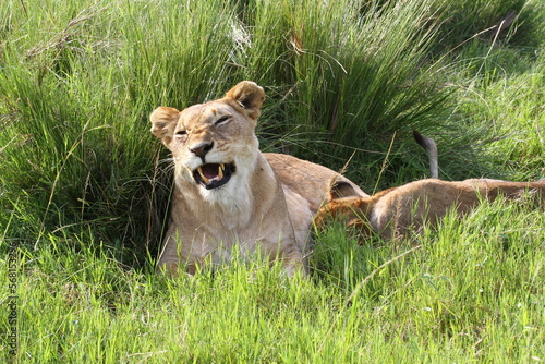 Fototapeta Naklejka Na Ścianę i Meble -  Closeup of a lioness yawning and showing her large fangs