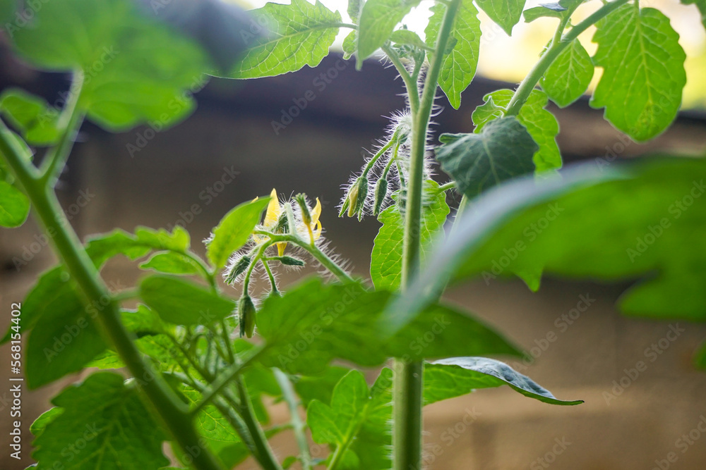 Stock photo of Young plant Growing In Sunlight