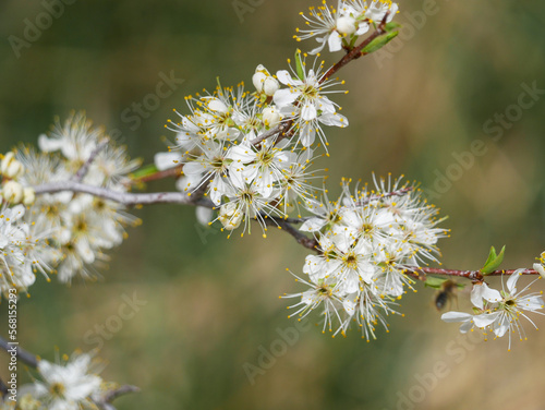 white cherry blossom © andybirkey