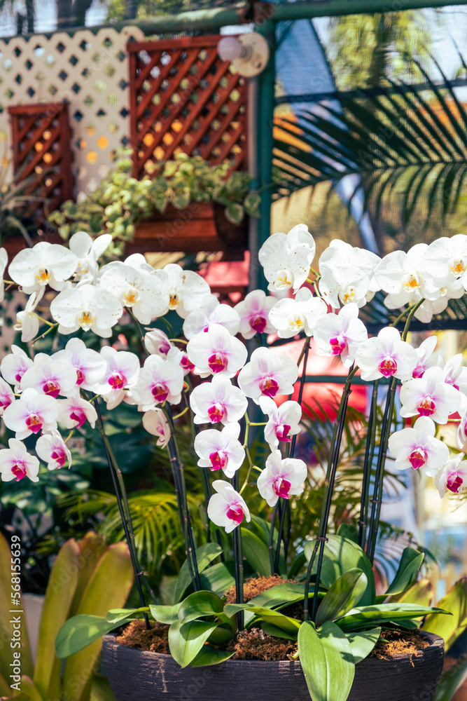 Orchids, Festival de Las Flores Aibonito