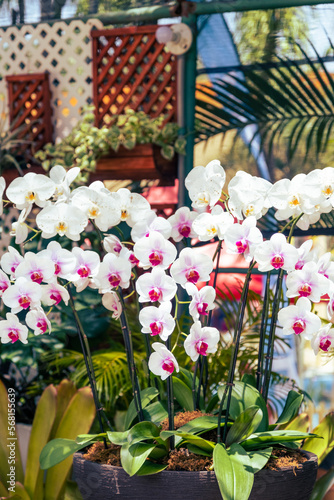 Orchids, Festival de Las Flores Aibonito © Adrinson