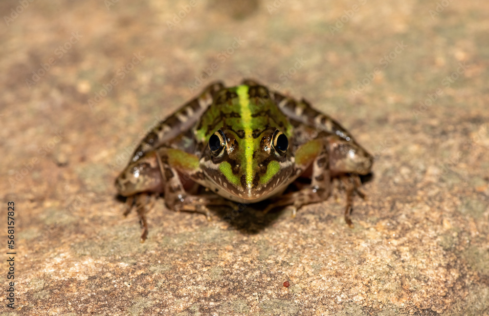 Obraz premium Common river frog (Amietia delalandii), also known as drakensberg river frog, or sani pass frog, a species of southern African river frog