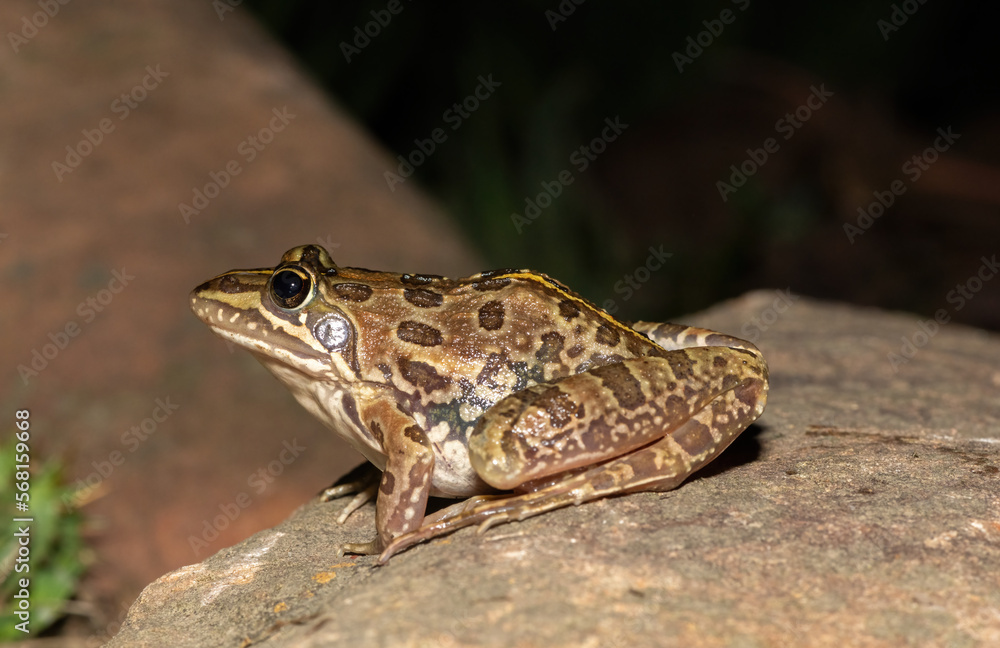 Fototapeta premium Common river frog (Amietia delalandii), also known as drakensberg river frog, or sani pass frog, a species of southern African river frog