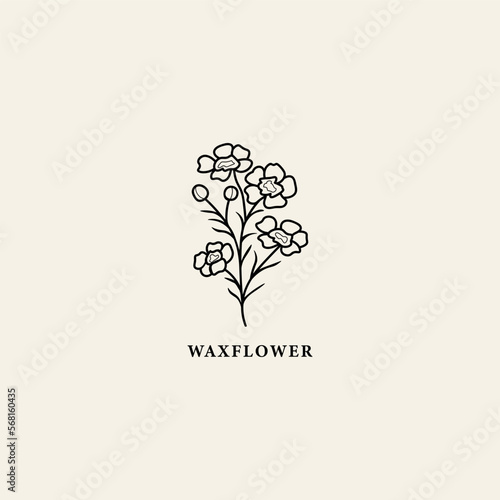 Line art waxflower branch illustration