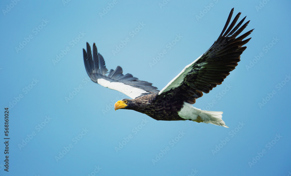Obraz premium Haliaeetus pelagicus flies and looks for prey.