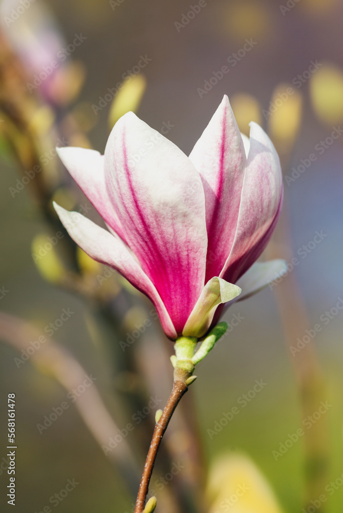 Spring magnolia flower on natural background. Spring magnolia flower on natural background.