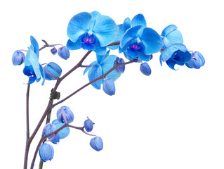 orchid flowers