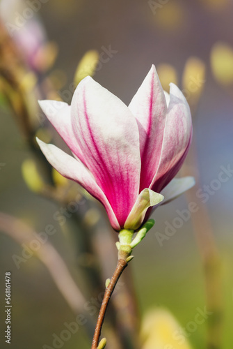 Spring magnolia flower on natural background.