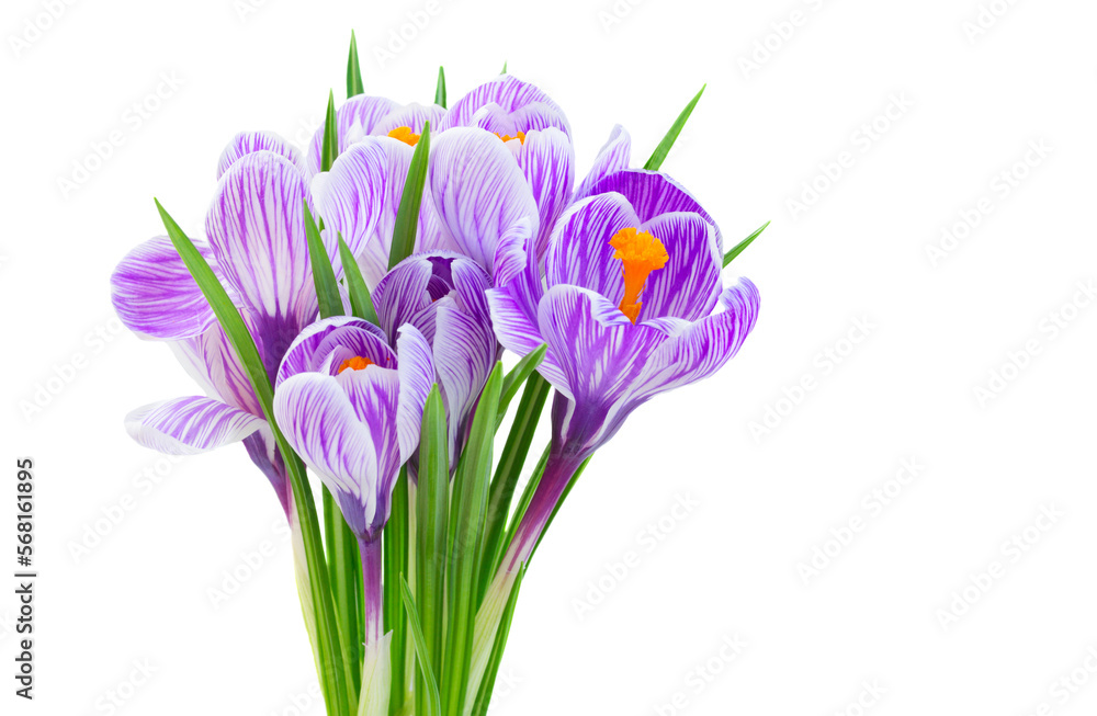 Violet crocus flowers Violet crocus flowers