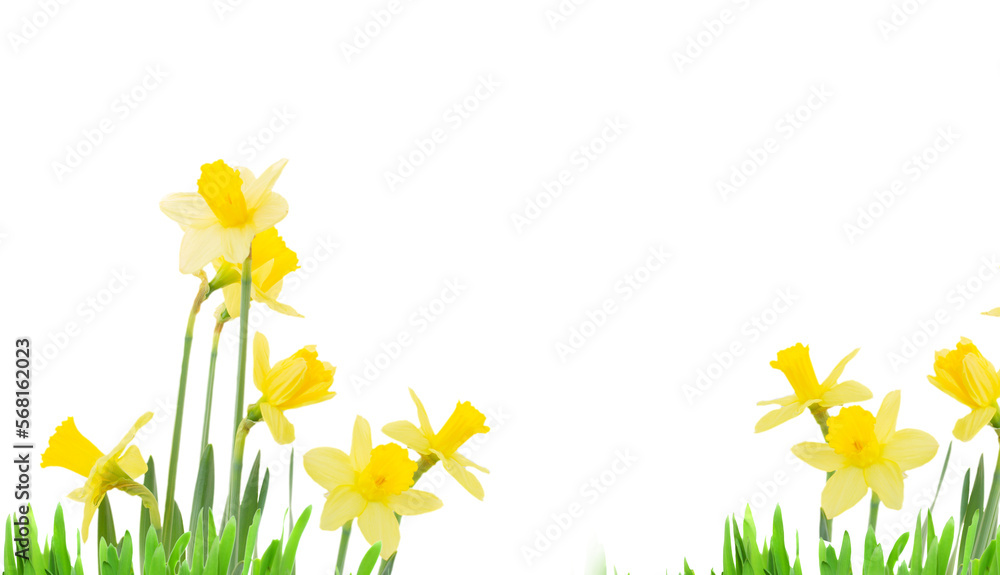 daffodil flowers isolated, png file  - obrazy, fototapety, plakaty 