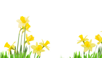 daffodil flowers isolated, png file 