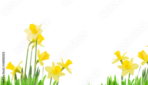 Vászonkép daffodil flowers isolated, png file