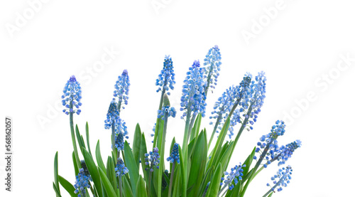 Muscari blue bell flowers 