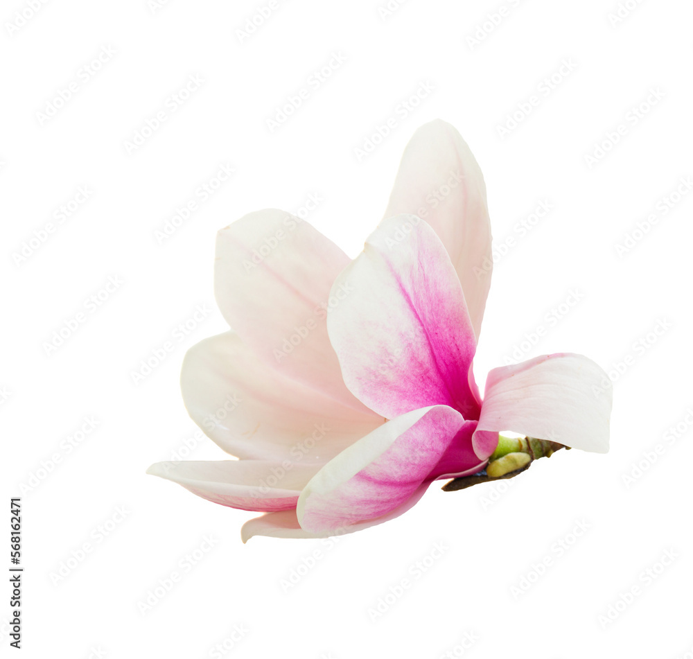 Fototapeta premium Blossoming pink magnolia tree Flowers