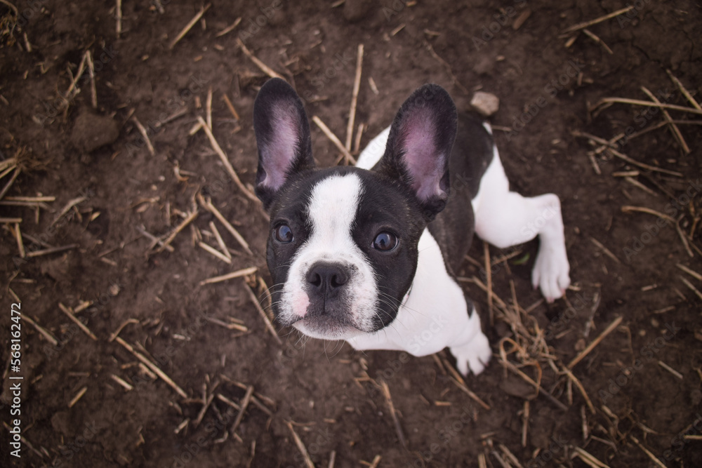 Autumn portrait of puppy of french bulldog on field. He is so cute in with this face. He has so lovely face.