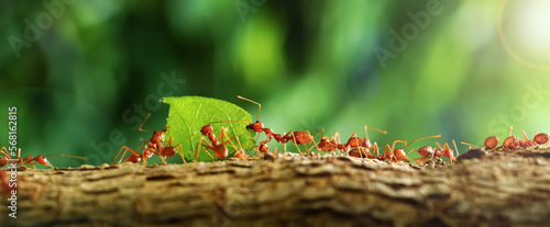 Foto Ants carry the leaves back to build their nests, carrying leaves, close-up