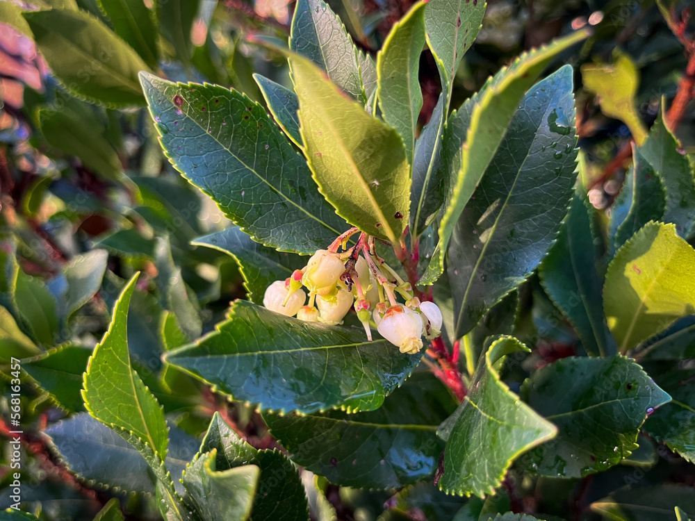 MADROÑO EN FLORACIÓN. DETALLE DE LAS HOJAS Y LAS PEQUEÑAS FLORES. Stock ...