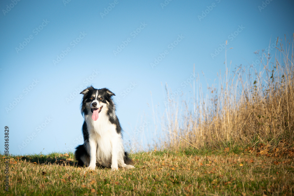 Border collie is sitting in the grass. He is so crazy dog on trip.