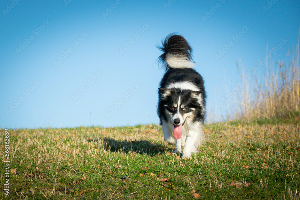 Border collie is running in the grass. He is so crazy dog on trip.