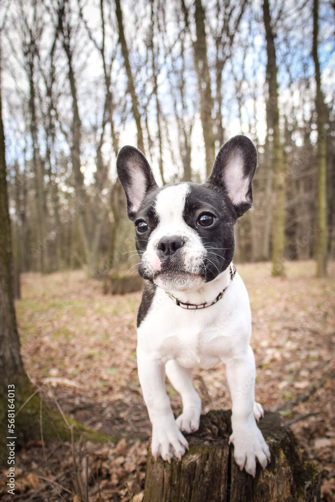 Autumn portrait of puppy of french bulldog on field. He is so cute in with this face. He has so lovely face.