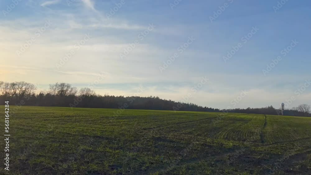4k Panorama of grazing cows in a meadow with grass covered with dewdrops and morning fog, and in the background the sunrise in a small haze. 