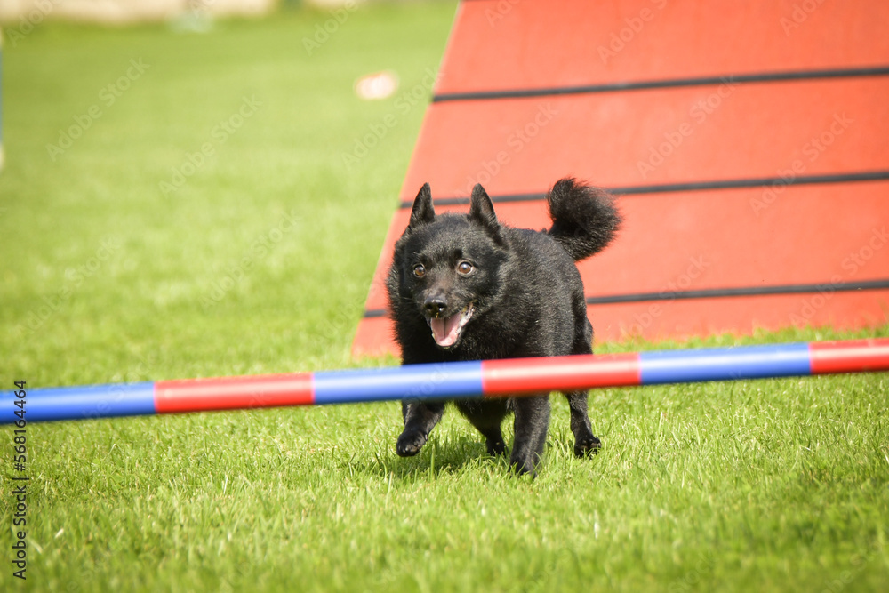 Dog, is running in agility A frame.  Amazing evening, Hurdle having private agility training for a sports competition