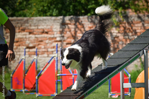 Dog is running in agility park on dog walk. She teachs new thing for competition.