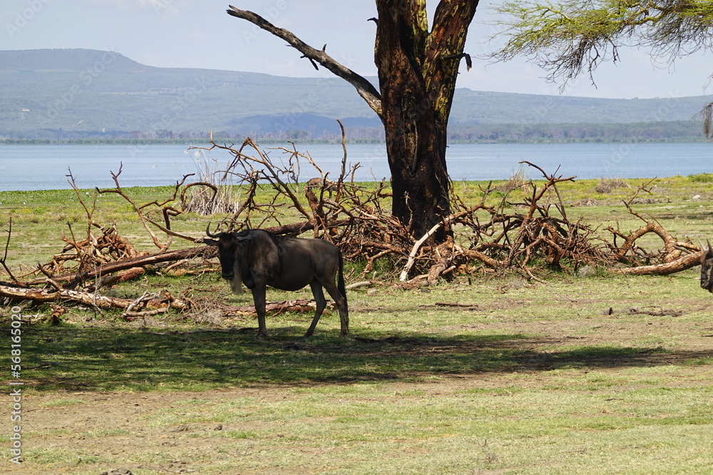 Naklejka premium Kenya - Lake Naivasha - Crescent Island - wildebeest