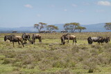 Kenya - Lake Naivasha - Crescent Island - wildebeest