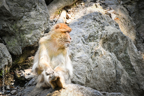 Monkey is sitting on rock in zoo habitat.