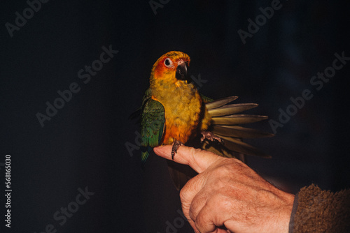 Young orange and green Parrot Bird photo