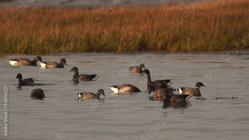 A group of brants or brent geese (Branta bernicla) swimmingn shallow water in front of a salt marsh photo