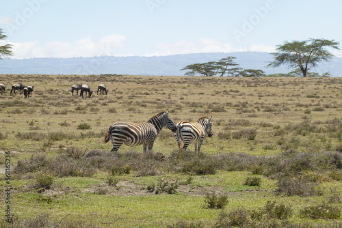 Kenya - Lake Naivasha - Crescent Island - zebra