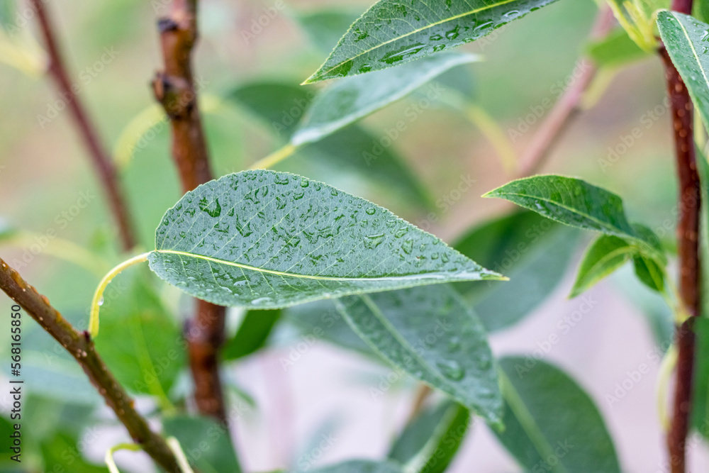 Green pear leaves with raindrops in the garden on a tree Green pear leaves with raindrops in the garden on a tree