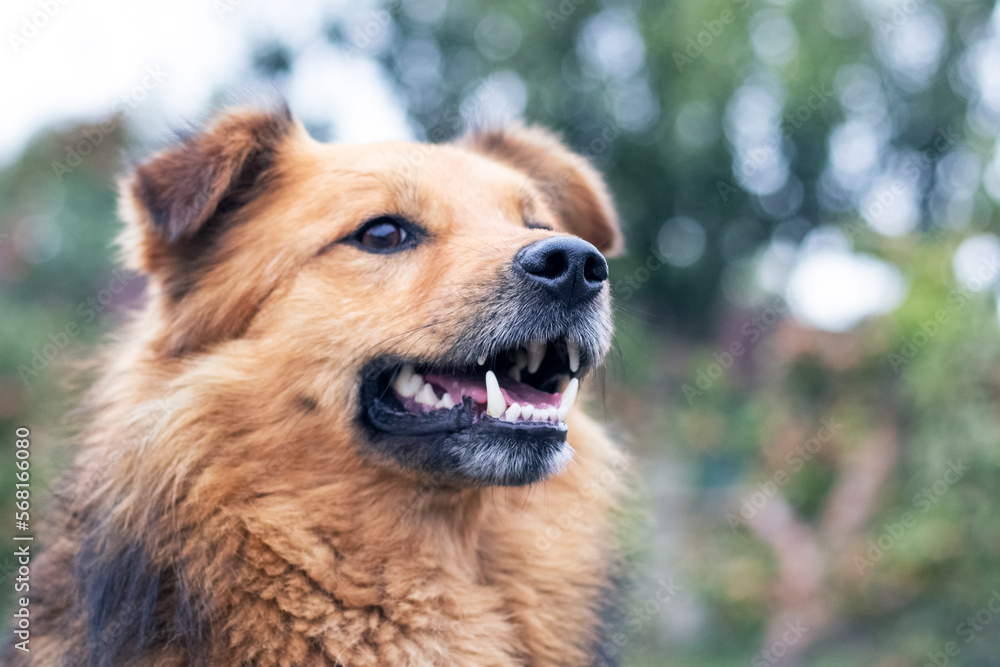 Brown shaggy dog with open mouth on blurred background close-up. Portrait of a cheerful friendly dog Brown shaggy dog with open mouth on blurred background close-up. Portrait of a cheerful friendly dog