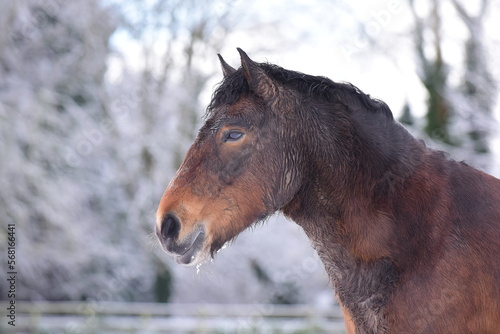 Horses playing in winter snow