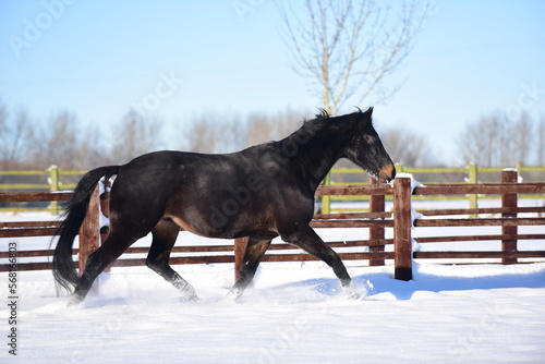 Black warmblood horse gallops and bucks in snow