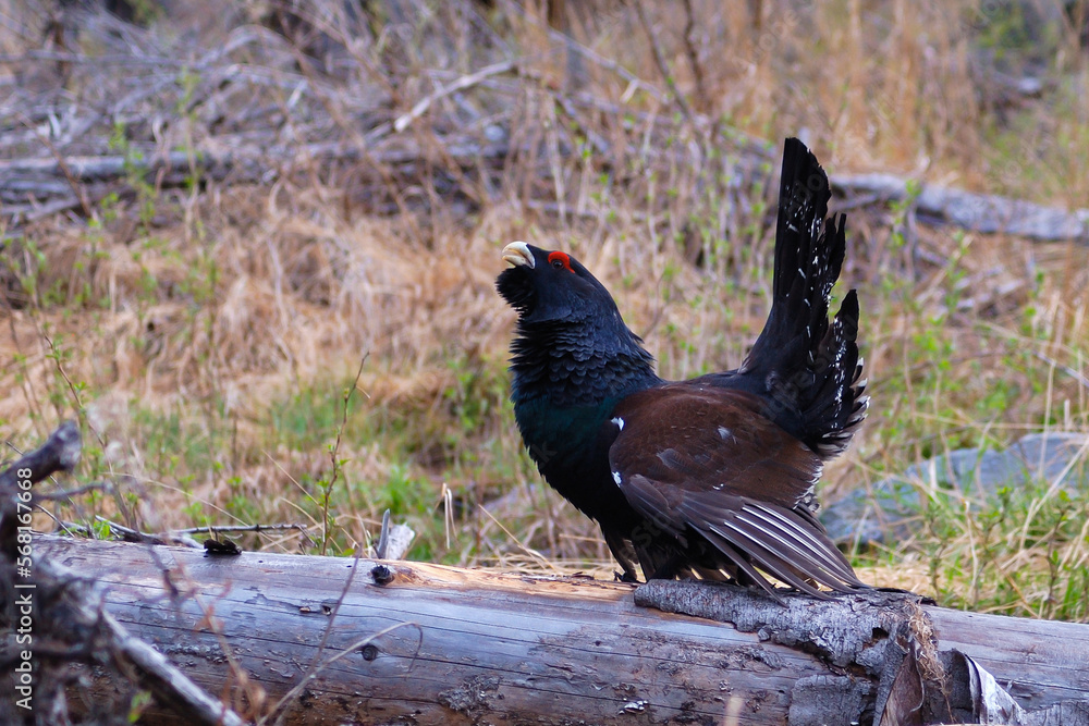 The western capercaillie (Tetrao urogallus) is a non-migratory sedentary species, breeding across northern parts of Europe and the Palearctic in mature conifer forests. The western capercaillie (Tetrao urogallus) is a non-migratory sedentary species, breeding across northern parts of Europe and the Palearctic in mature conifer forests.
